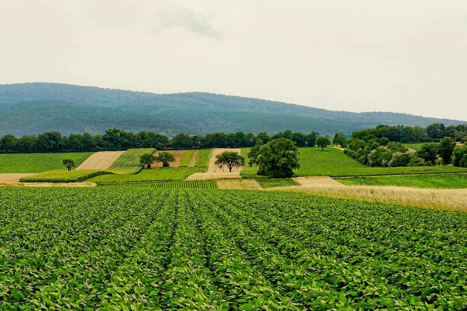 agriculture field nature