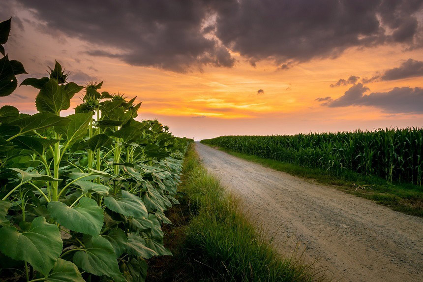 Agriculture Canada Abelrta