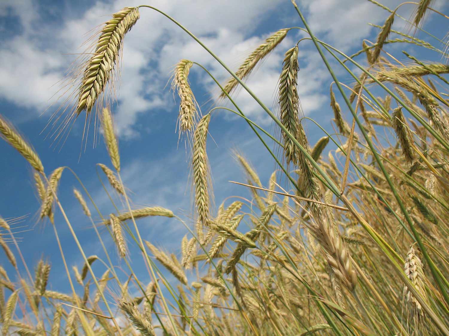 farming agriculture in canada